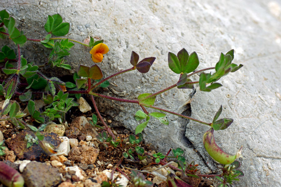 Lotus edulis / Ginestrino commestibile